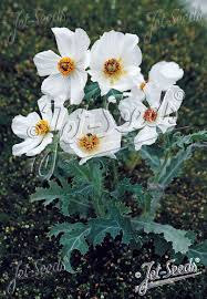 Image result for Argemone