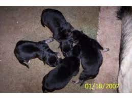 German shepherd puppies in north and south carolina. German Shepherd Puppies For Sale