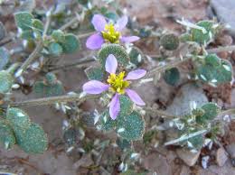 Image result for Fagonia