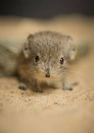 Meet Ping And Pong Chester Zoo S Newborn Sengi Twins Cute Animals Animals Beautiful Cute Baby Animals