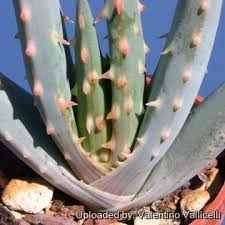 Image result for Aloe wollastonii