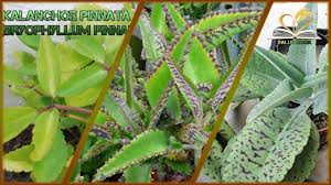 Kalanchoe Malamadre Aranto O Colombiana Una Mala Hierba Deja En Entred Cancer Cancer Fighting Plant Leaves