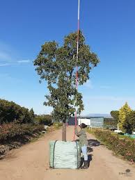 Image result for Prunus africana