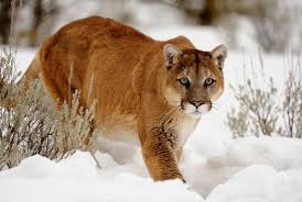 Pin On Wild Cats Of The World Great Small