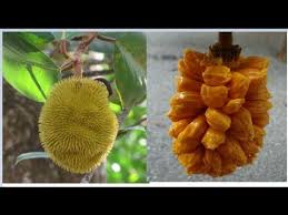 Wild Jackfruit Wild Jack Of Moraceae Family Youtube