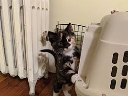 35 preschools near nashua, nh. Adopt A Pet Petsmart Charities