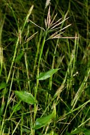 Image result for Arthraxon