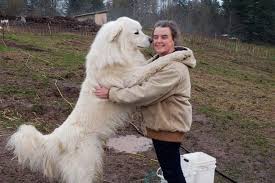 Characteristics, history, care tips, and helpful information for pet owners. The Great Pyrenees Dog Pictures Feeding Diseases Grooming Vaccination