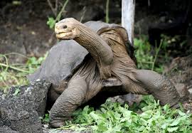 Video © longtime naturalist guide richard polatty. Scientists Hope To Bring A Galapagos Tortoise Species Back To Life The New York Times