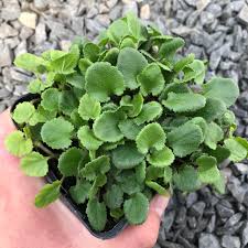 Image result for Gunnera