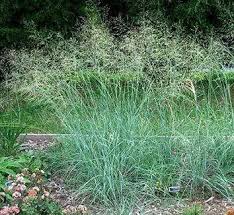 Image result for Eragrostis caniflora