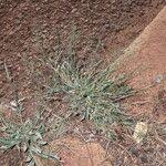 Image result for Sporobolus coromandelianus