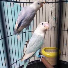 Check spelling or type a new query. Terjual Lovebird Blue Spangle Kaskus