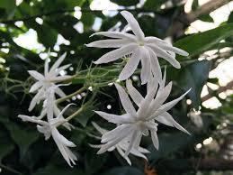 1 starter plant night blooming jasmine very fragrant cestrum nocturnum jasime jessamine night blooming jasmine plant. Night Blooming Jasmine Cestrum Nocturnum Buy It Now