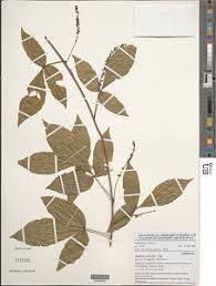 Image result for Aporrhiza paniculata