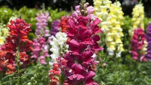 Check spelling or type a new query. The Most Beautiful Winter Plants Of Houston Plants For All Seasons Since 1973