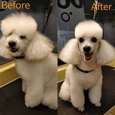 My Dog House Grooming