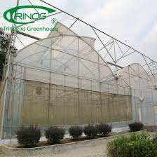 Check spelling or type a new query. China Double Roof Vent Tomato Film Greenhouse From Trinog China Greenhouse Green House