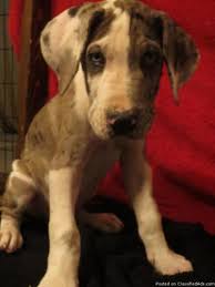 Collection by buckeye puppies • last updated 3 weeks ago. Great Dane Puppies For Sale In Elkhart Indiana Classified Americanlisted Com