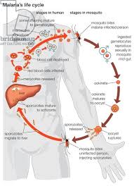 Le mode de transmission le plus fréquent est la piqûre d'un moustique, l'anophèle femelle. 17 Malaria Ideas Malaria Plasmodium Life Cycles