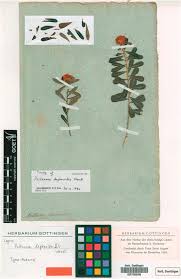Hire your car from ambrose car hire. The Wendlands Of Herrenhausen Gardens Hanover Germany A Study Of Their Australian Plant Specimens In The Herbarium Of The University Of Goettingen Goet