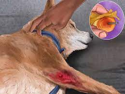Know If Your Dog Has A Slipped Disc Youtube