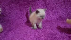 Satilik British Shorthair Panosundaki Pin
