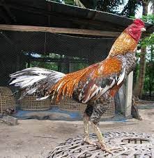 Ayam bangkok ialah sejenis ayam aduan yang populer di asia tenggara dan khususnya di. Warna Ayam Pamangon Wido Yang Bagus 47 Jenis Warna Jalak Ayam Apakah Anda Memerlukan Satu Nama Yang Bagus Untuk Anak Anjing Baru Anda Yang Lucu Dan Menggemaskan