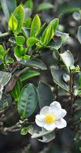 Tea Masters Tea Garden Fairy Garden Botanical Art