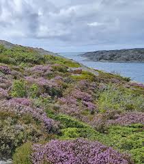 Image result for Calluna vulgaris