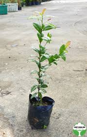 Image result for Ochna kirkii