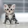 The bengal, a cross between the asian leopard cat and the american shorthair tabby, has a spotted coat and hind legs that are shorter than its forelegs. 3