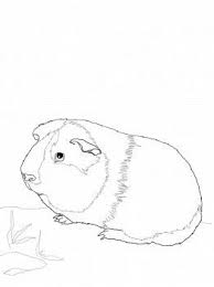 Meerschweinchen bilder zum drucken az ausmalbilder. Pin Von Kayla Fredrickson Auf Art Steinmalerei Haustier Ausmalbilder