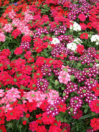 Image result for foto verbena