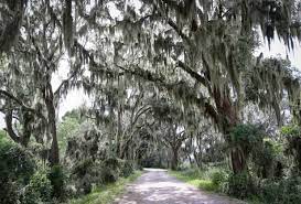 Check spelling or type a new query. Spanish Moss South Carolina Lowcountry