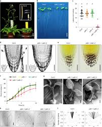 My gpu is a asus gtx 1660 with an 8 pin port. The Lipid Code Dependent Phosphoswitch Pdk1 D6pk Activates Pin Mediated Auxin Efflux In Arabidopsis Nature Plants