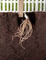 Most hosta plants look similar when they're in a pot, but things change once they're in the ground! All About Hostas
