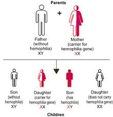 hemophilia genetic inheritance