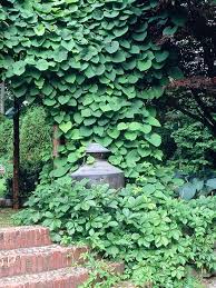 If you are interested in starting dutchman's pipe from seeds, this article can help. Dutchman S Pipe Better Homes Gardens