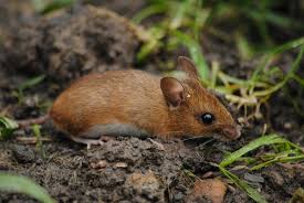 The woman delivered cpr to the mouse, gave it food and nursed it back to health, eventually setting it free. Species Wood Mouse The Mammal Society