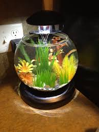 25 Best Freshwater Aquarium Heater Beta Fish Tank Betta Fish Bowl Aquarium Heater