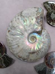 Последние твиты от ammonite nation (@ammonitenation). Pearly Cleoniceras Ammonite Fossil Crystal Shop
