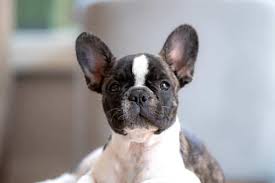 Like all dogs, potty training success requires supervision, patience, and rewards for good potty choices. How To Potty Train A French Bulldog 10 Easy Steps Anything French Bulldog