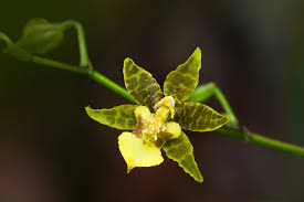 Image result for Ochthocharis