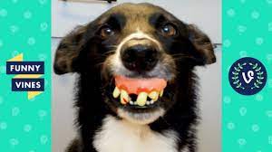 Try Not To Laugh Funny Animals Pets Funny Videos September 2018 Funny Gif Vines Funny Videos Funny Vines
