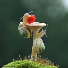 Kết quả hình ảnh cho sên biển