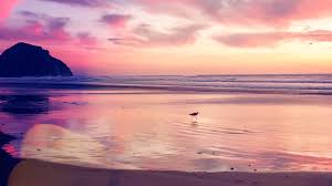 Ocean fiery sunset beach cloud. Mv56 Sunset Beach Bird Red Orange Nature Sea Bokeh Wallpaper