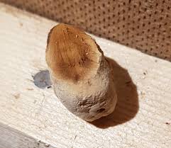 Image result for site:byggahus.se svamp