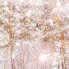 Looking for the best wallpapers? Https Encrypted Tbn0 Gstatic Com Images Q Tbn And9gcsdhwkidwje2xv4dgo3 L0rzmg3a3ln6cqbcbw39pok8t5 Ari Usqp Cau
