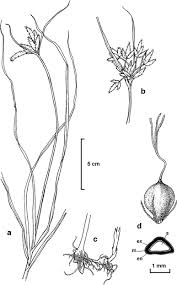 Image result for Bolboschoenus glaucus
